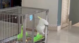 Clever pet cockatoo bird opens cage using its beak