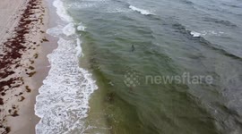 See you later? Rare freshwater alligator sighting at Delray Beach, Florida