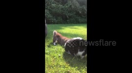 Cat checking out a new litter of 3 week old Alaskan Malamute Puppies and isn't sold on them