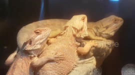 Bearded Dragons huddle together to keep warm and relax in the tank enclosure home