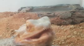 Bearded dragon shows off it's sharp teeth and looks out the window with mouth open