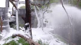 Snow leopard enclosure transformed into 'winter wonderland' at San Diego Zoo