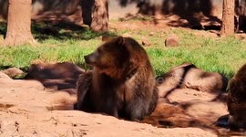 Big brown bears enjoying the water after their afternoon lunch at Bearizona Wildlife Park