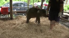 Injured baby elephant separated from its mother rescued in Thailand