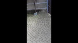 The guy was scared of a huge grasshopper that jumped on him.