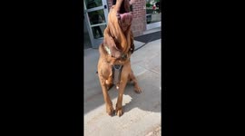 Goofy dog shows up at charity event to advocate for his rescue buddies
