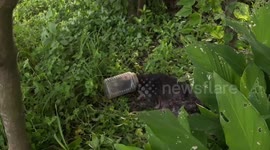 Stray dog rescued after being found slowly suffocating from plastic jar stuck on its head