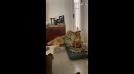 Naughty, playful Golden Retriever meets her quiet, serious friend for the 1st time