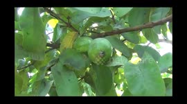 Farmers are earning good income by taking advantage of government schemes by planting fruit orchards