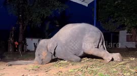 Playful elephant sticks bum out while doing amusing stretches
