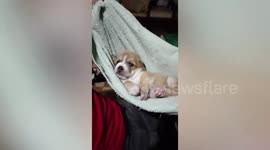 Grandfather makes improvised towel hammock for pampered puppy