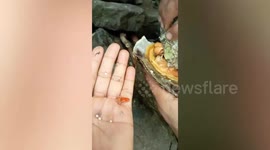 Delighted beach campers find pearls inside oysters