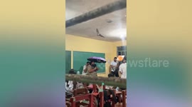 Wild bat interrupts lecture as it rampages through classroom in the Philippines