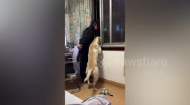 Nosy Labrador leans out of window like owner to watch people argue