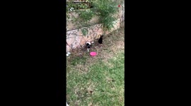 Woman comes up with a not-so-brilliant idea to befriend a furious cat