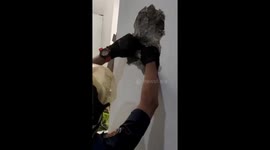 Kitten rescued after resident hears 'meowing' from inside walls of house