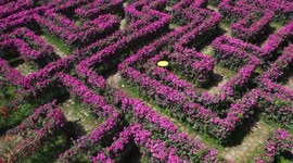 Drone Footage Of Rose Maze In Anlong County, China