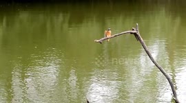 Slow Motion Footage Of Kingfisher Catching Fish In Liaoning Province, China