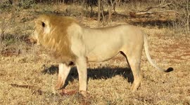 Two Lions Fighting over leftover hide and leg