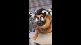 Arachnidog: Halloween dog puts on spider headband