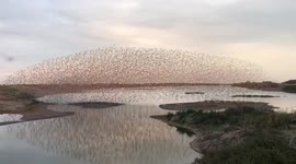Mesmerising flock of birds moves like harmonious wave in Norfolk, England