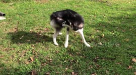 Dotty my 1 year old Alaskan Malamute is definitetly a bit dotty when it comes to chasing her own tail