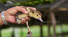A small cute duckling is attacked by a snail. who had had a very tight death grip on his foot.