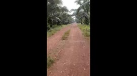 Wild boar attacks scooter rider on path in Indonesia