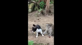 The monkey grabbed the cat by the leg and does not want to let go!