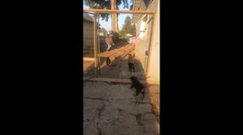 US dog sitter suffers heavy fall when trying to get puppies to stay in garden