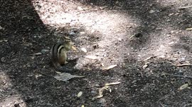 Little chipmunk caught stuffing it's face with maple tree helicopter seeds