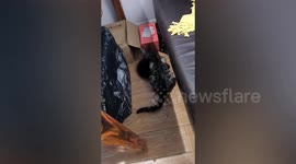 Stray cat brings 5 kittens to woman's shop after she feeds them for a month