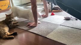 When a man does push-ups, the cat tries to help him!