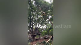 Clumsy panda dangles from tree before plummeting to ground