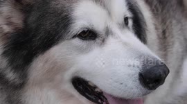 Meet Britain's bravest dog who saved its owner from burglary and rescued two cats from house fire