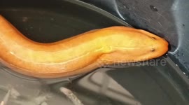 'Rare' eel with vivid golden skin becomes village lucky charm in Thailand