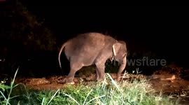 Incredible moment mother elephant gives birth to her calf in Thailand