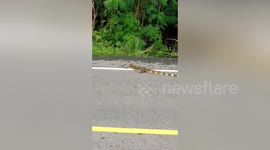 Nervous monitor lizard scurries away when can stuck on head was removed