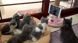 Kittens sit together to watch 'Tom and Jerry'