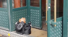 Tiny Yorkshire dog in a handbag quietly waiting outside a restaurant for his master. Paris, France. 14 oct 2022,