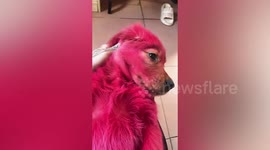 Golden retriever turns pink after biting through owner's hair dye