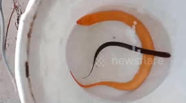 The man caught the giant 800g yellow eel with red eyes.