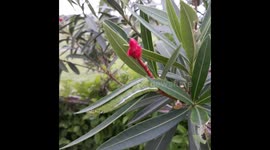 GREEN BIG CATTERPILLAR IN GREEN LEAF IN  GARDEN