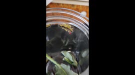 Parasitic wasp larvae emerge from caterpillar's body in skin-crawling video