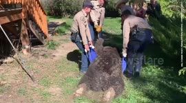 Huge '400-pound' bear has to be dragged by FOUR people after it was found snoozing under a Colorado resident's decking