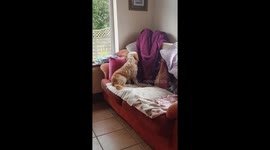 9 month old Cavapoo puppy likes to get comfy for a nap by pulling down blanket to sleep on