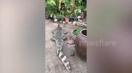 Thai family keeps deadly crocodile as pet in their garden