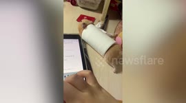 Chubby hamster gets stuck as it squeezes itself through a tissue paper roll