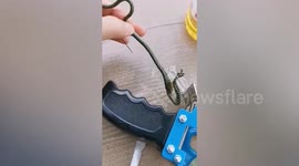 Homeowner frees small snake stuck on sticky tape in Thailand
