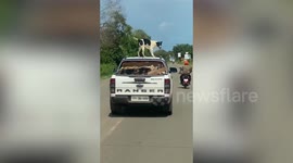 Adventurous dog stands on car roof to enjoy view while traveling with owner in Cambodia